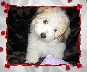 Coton de Tulear Puppy Love